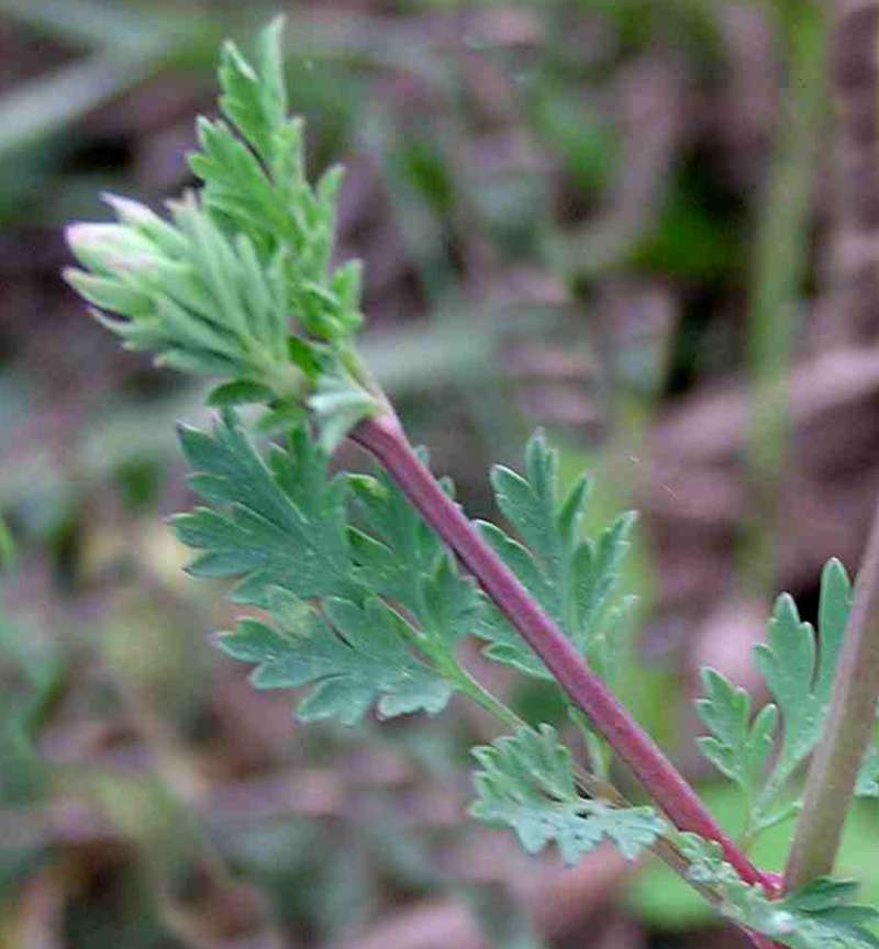 Leaf<br>(Location of Picture: Ray Roberts, Texas, 2007)