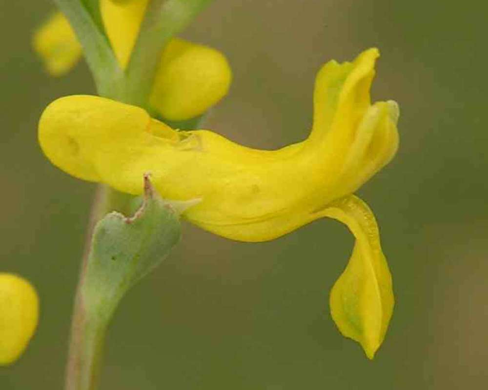 Flower<br>(Location of Picture: Ray Roberts, Texas, 2007)