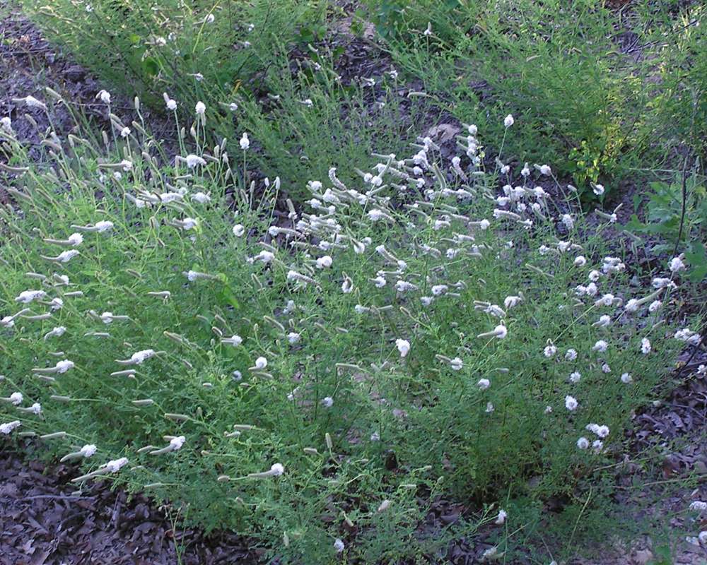 Habitat<br>(Location of Picture: Lakeside, Texas, 2007)