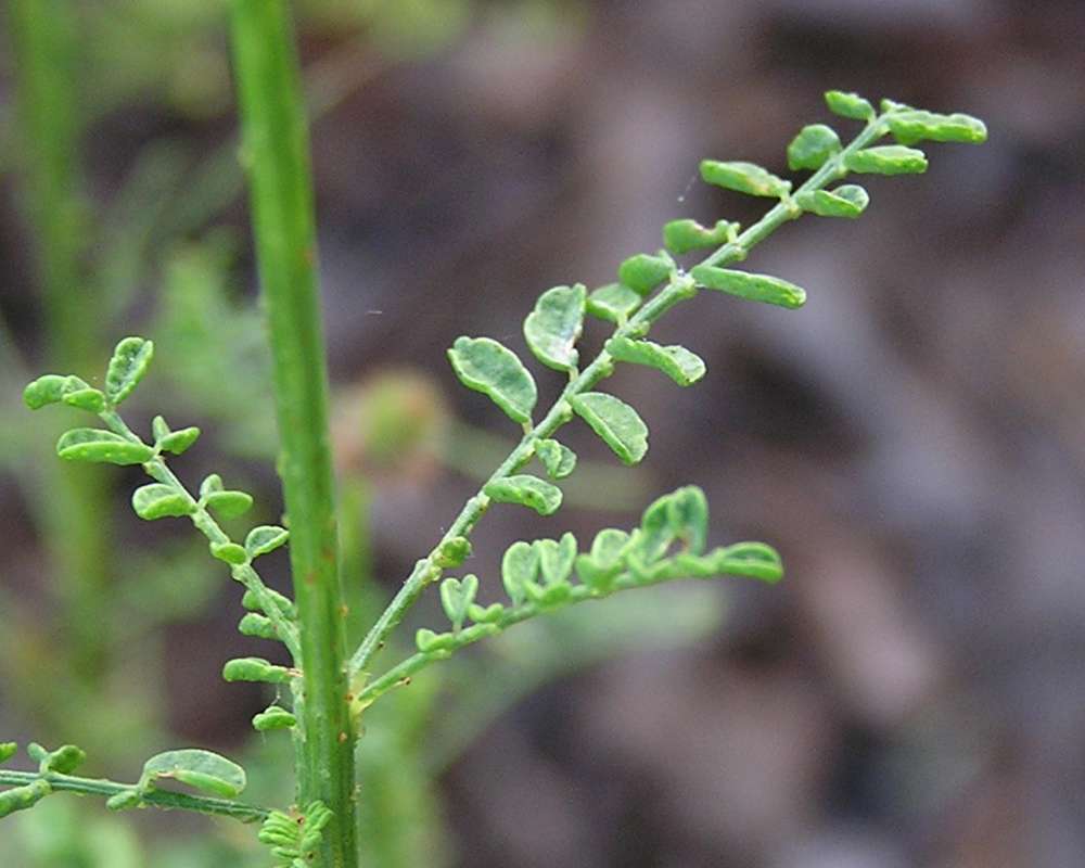 Leaf and Stem<br>(Location of Picture: Lakeside, Texas, 2007)