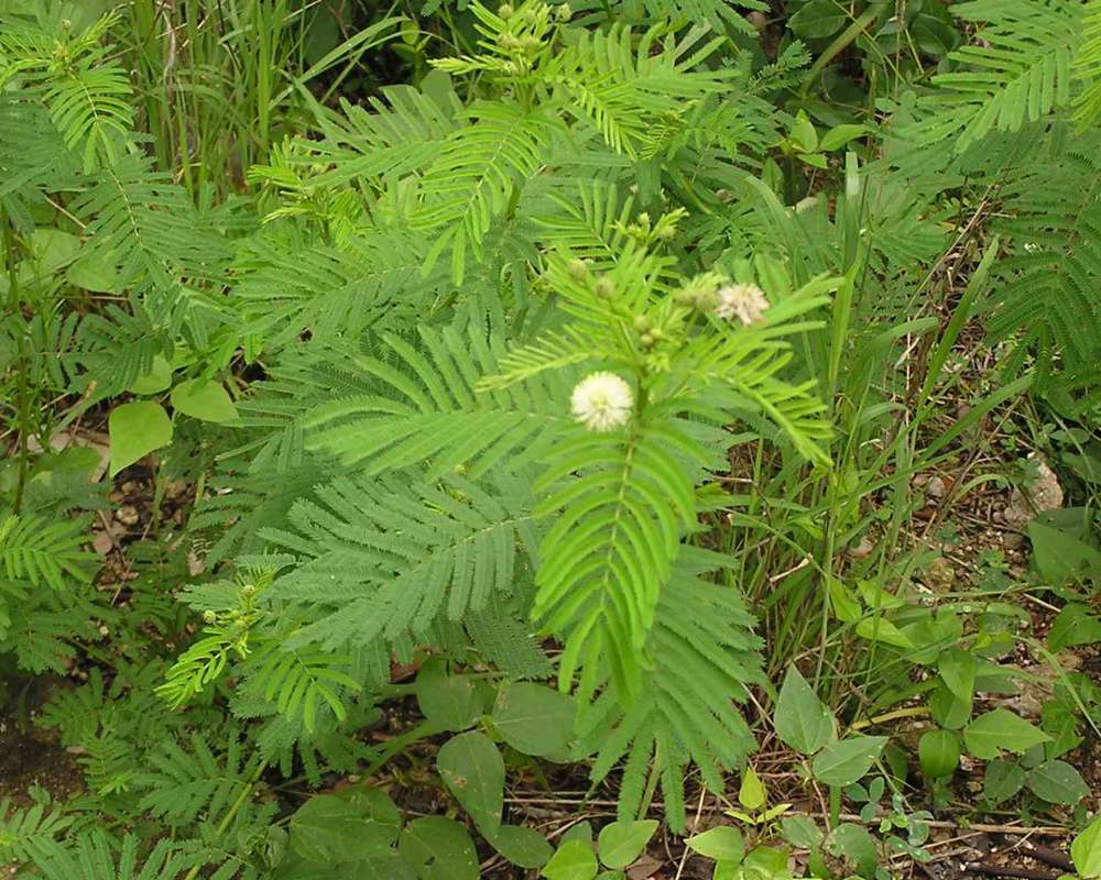Habitat<br>(Location of Picture: Wildcat Canyon, Texas, USA, 2007)