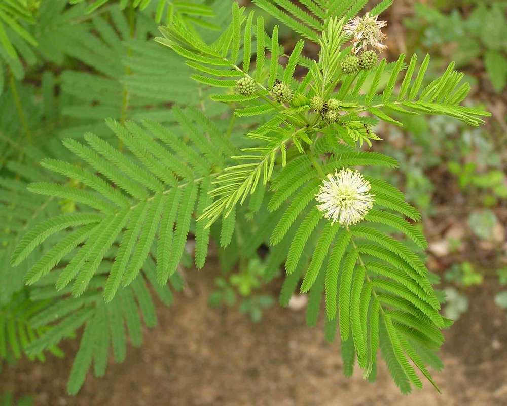 Top Of Plant in  Bloom<br>(Location of Picture: Wildcat Canyon, Texas, USA, 2007)