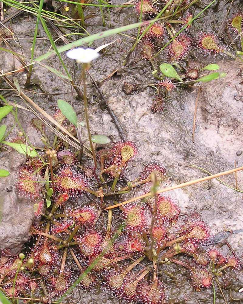 Habitat<br>(Location of Picture: Sundew Trail, Texas, 2007)