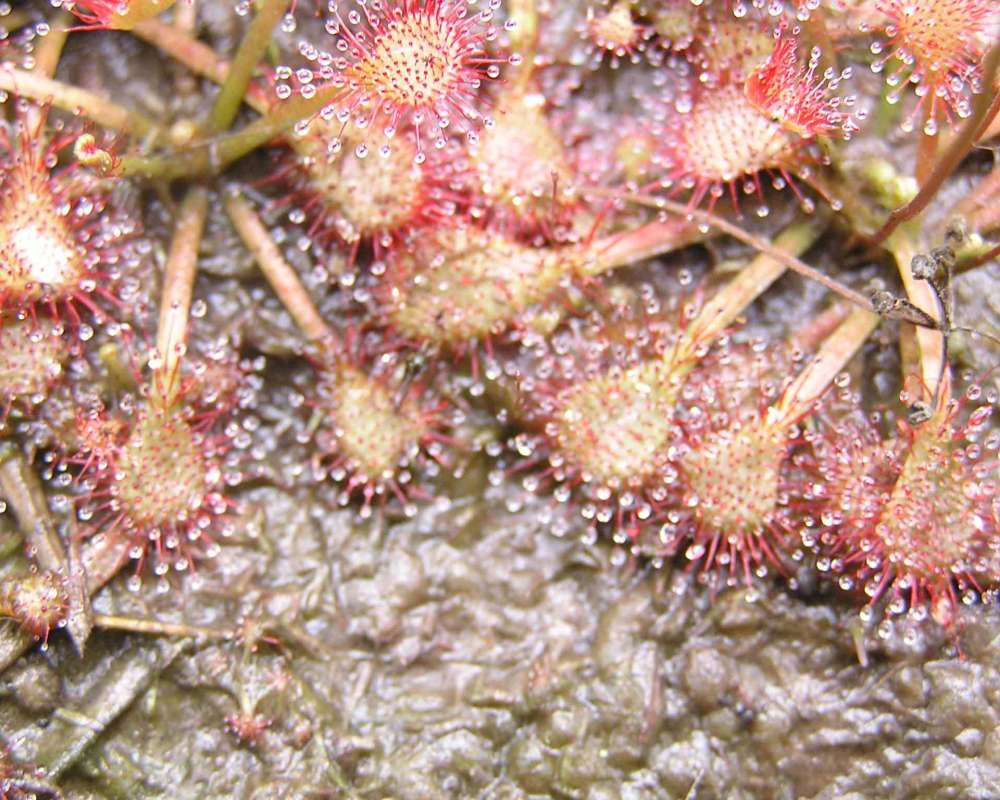 Leaves<br>(Location of Picture: Sundew Trail, Texas, 2007)