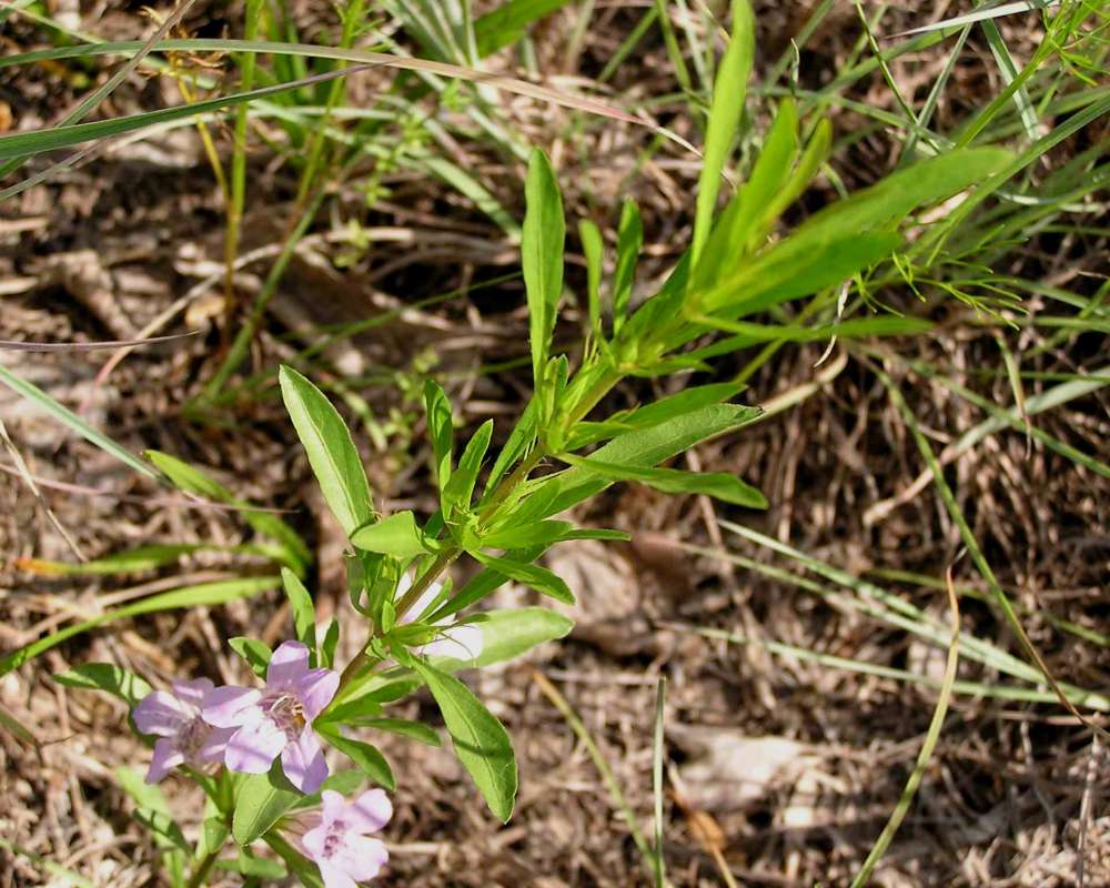 Top Of Plant in  Bloom<br>(Location of Picture: Stella Rowan, Texas, 2007)