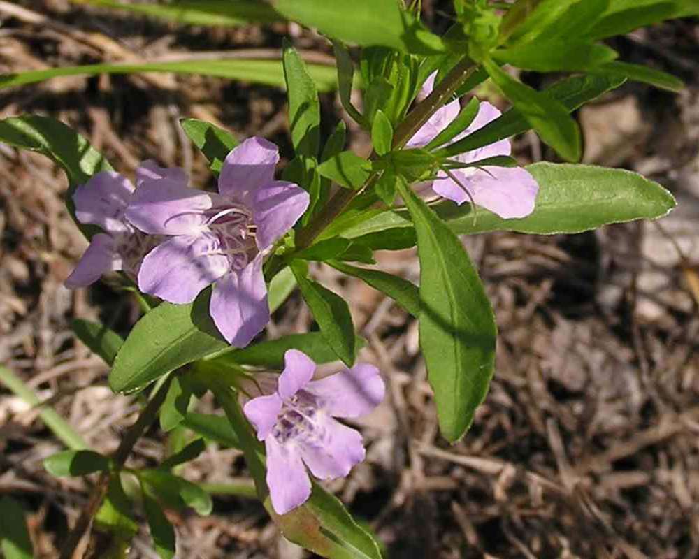 Flower and Leaves<br>(Location of Picture: Stella Rowan, Texas, 2007)