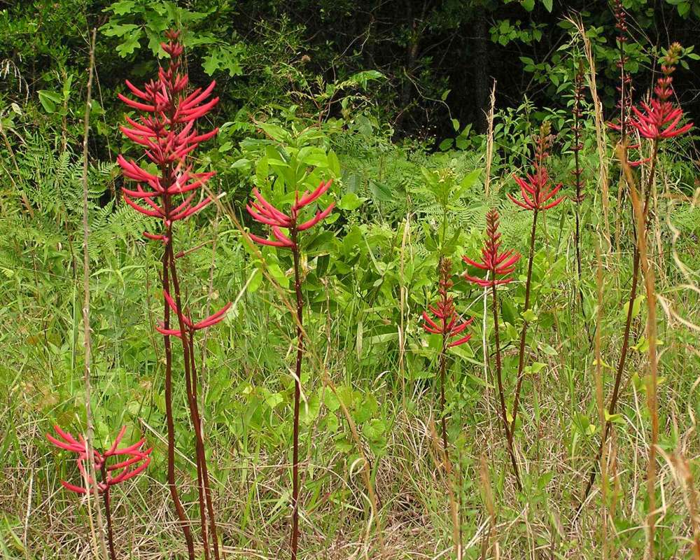 Habitat View #2<br>(Location of Picture: Big Thicket, Texas, 2007)