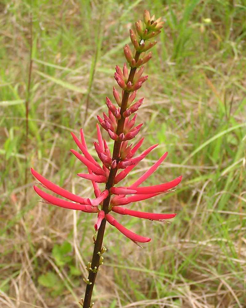 Top Of Plant in  Bloom<br>(Location of Picture: Big Thicket, Texas, 2007)