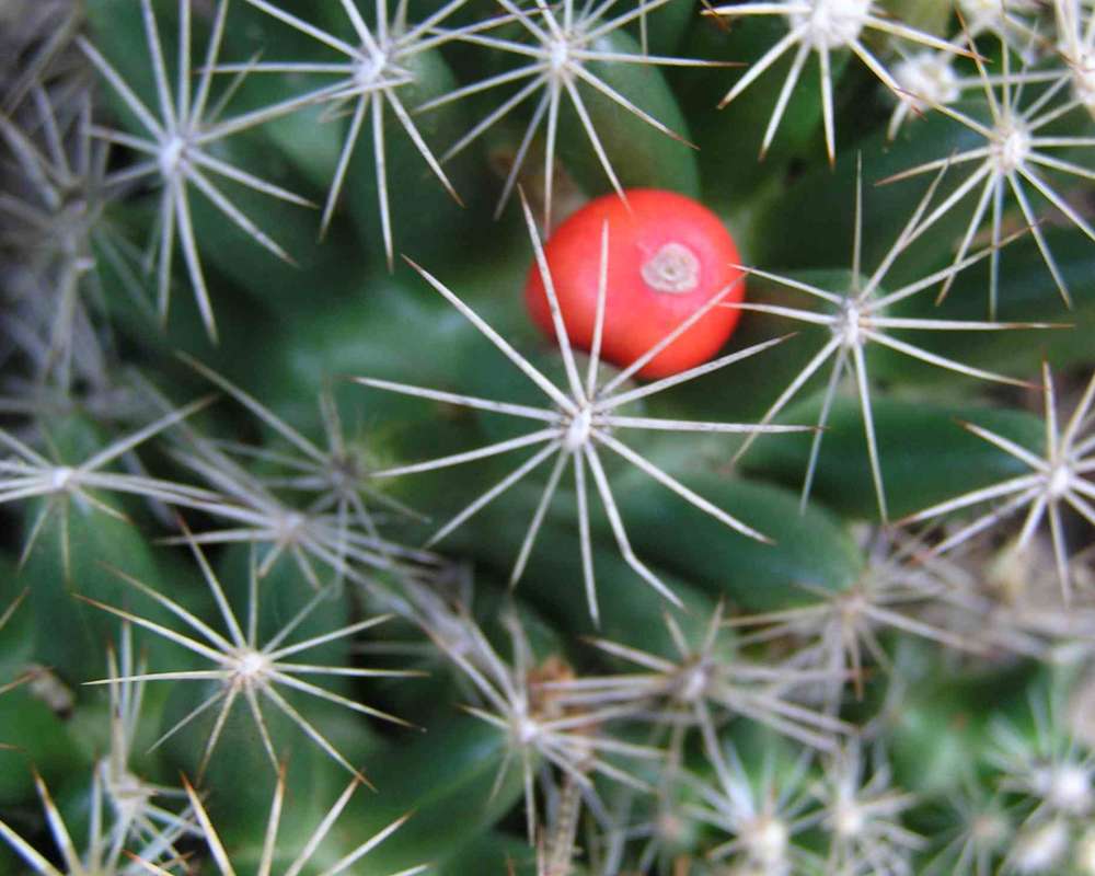 Spines<br>(Location of Picture: Ray Roberts, Texas, USA, 2007)