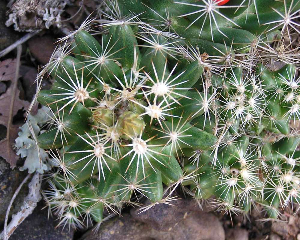 Close View<br>(Location of Picture: Ray Roberts, Texas, USA, 2007)