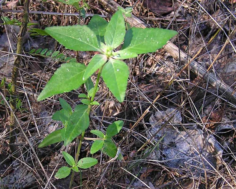 Habitat<br>(Location of Picture: Stella Rowan, Texas, 2007)