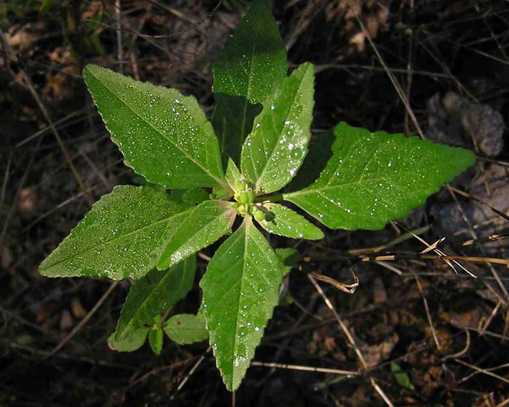 Leaves<br>(Location of Picture: Stella Rowan, Texas, 2007)