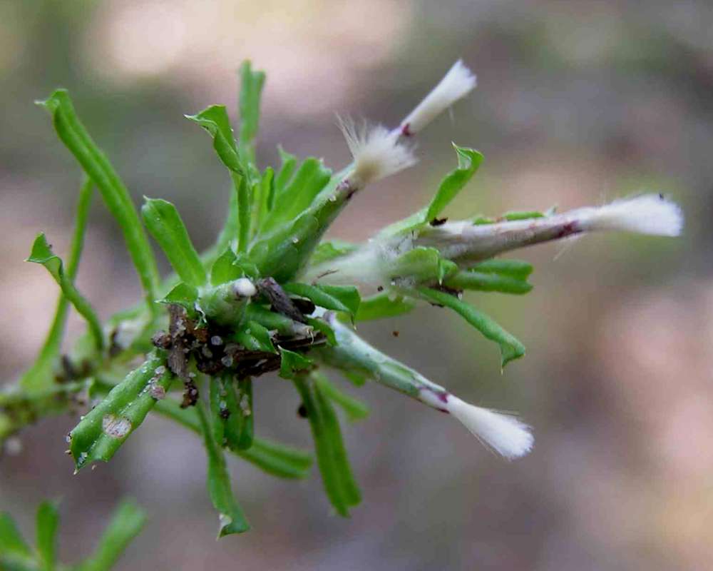 Seed Heads<br>(Location of Picture: Sonnias, East Texas, 2007)
