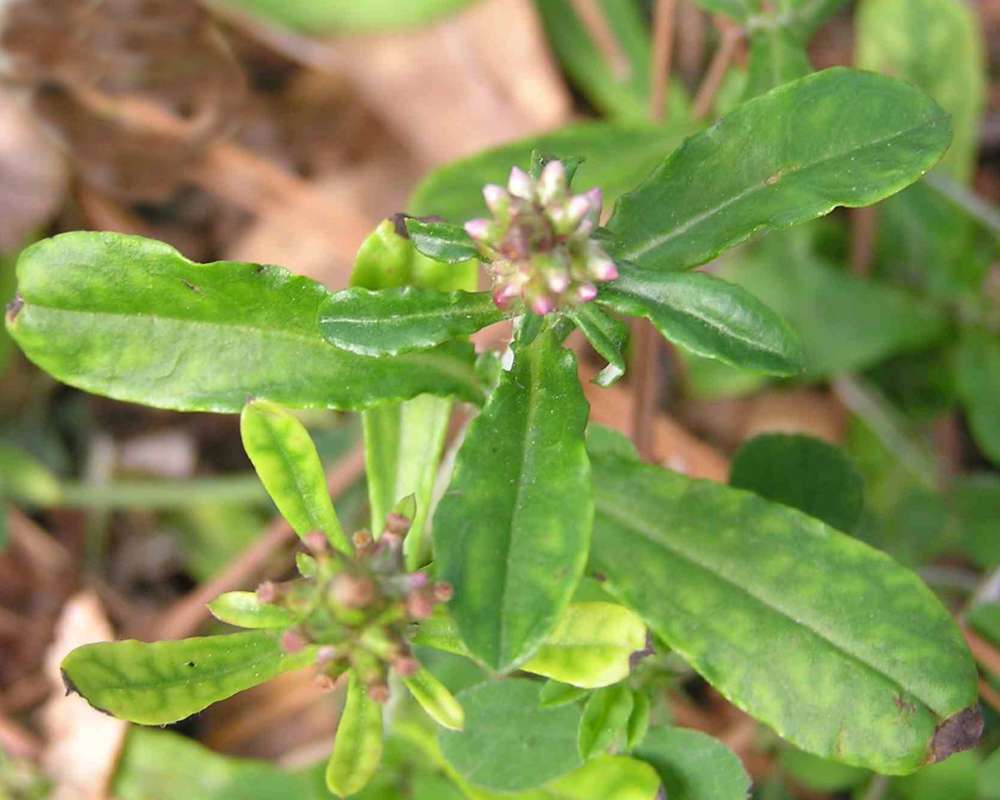 Leaves<br>(Location of Picture: Big Thicket, Texas, USA, 2007)