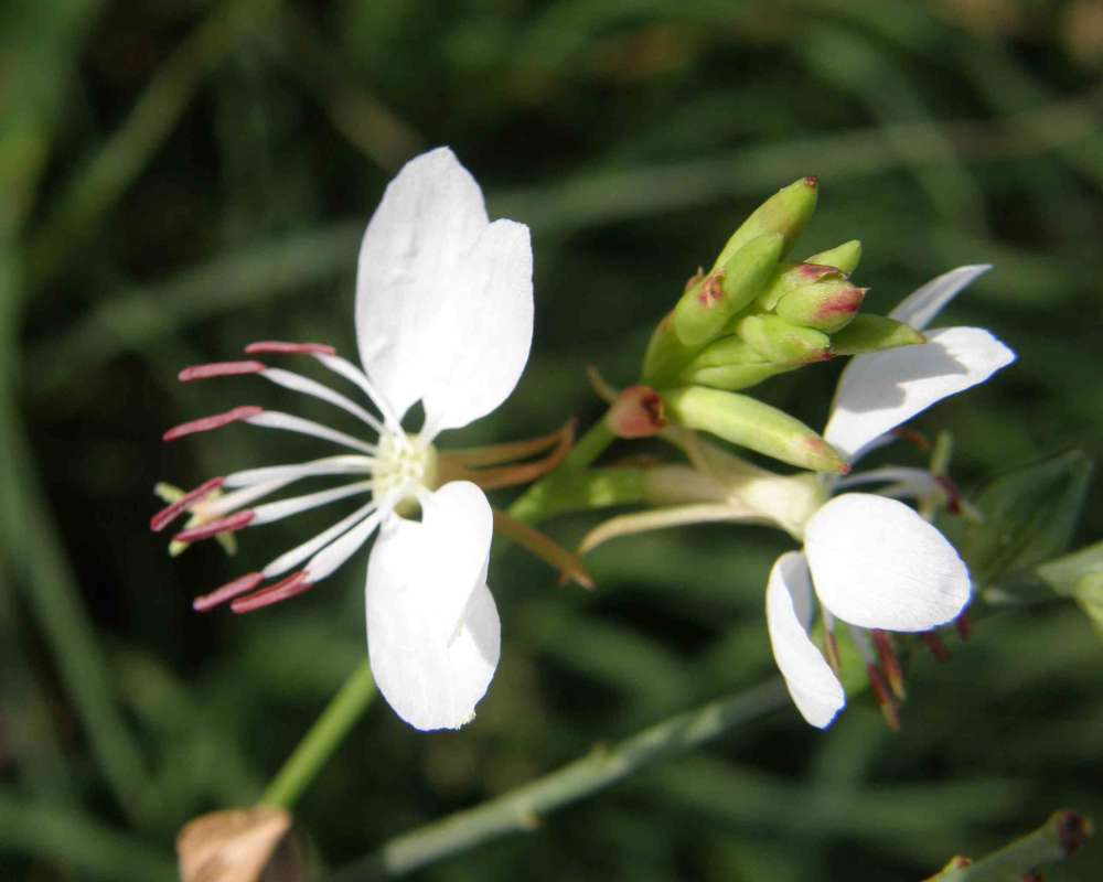 Flower and Bud<br>(Location of Picture: Stella Rowan, Texas, USA, 2007)