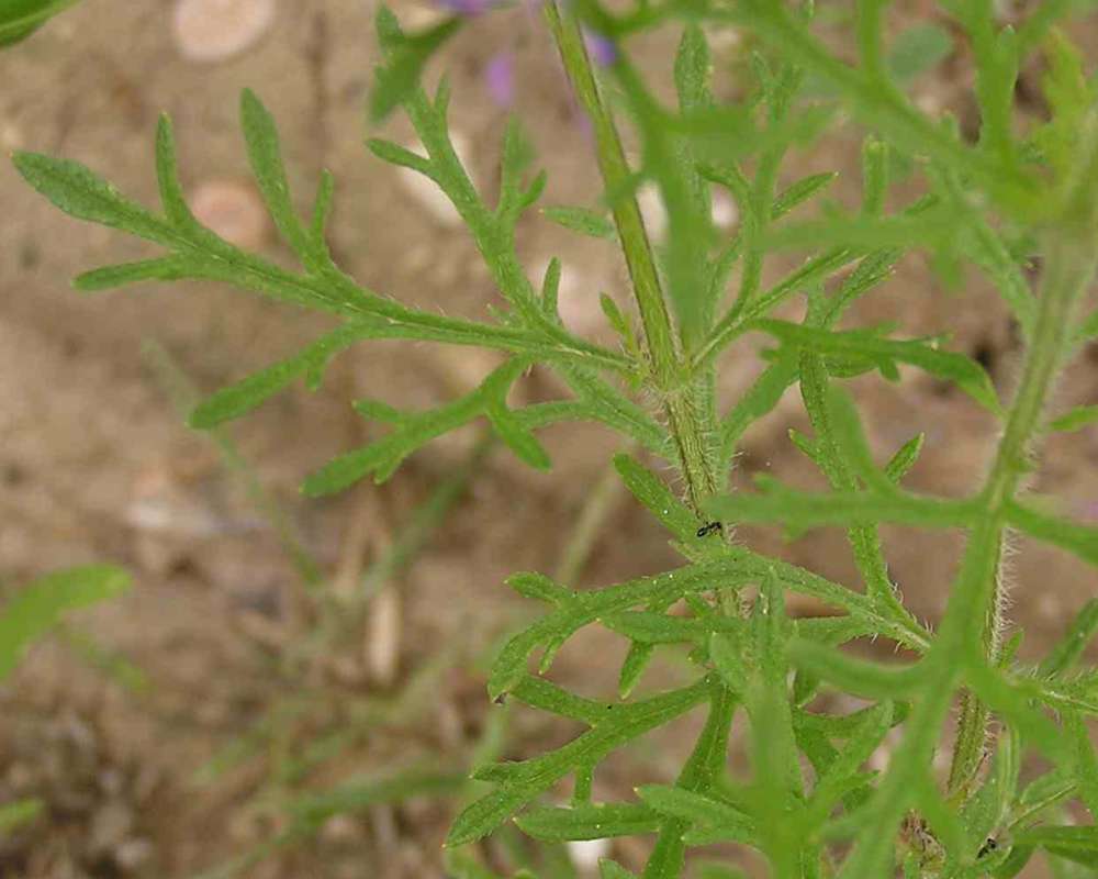 Flower Head<br>(Location of Picture: Lake Worth, Texas, 2007)