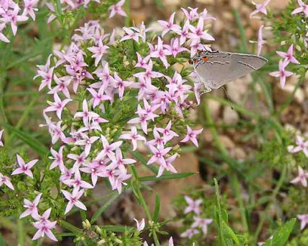 Top Of Plant in  Bloom<br>(Location of Picture: Wildcat Canyon, Texas, 2007)