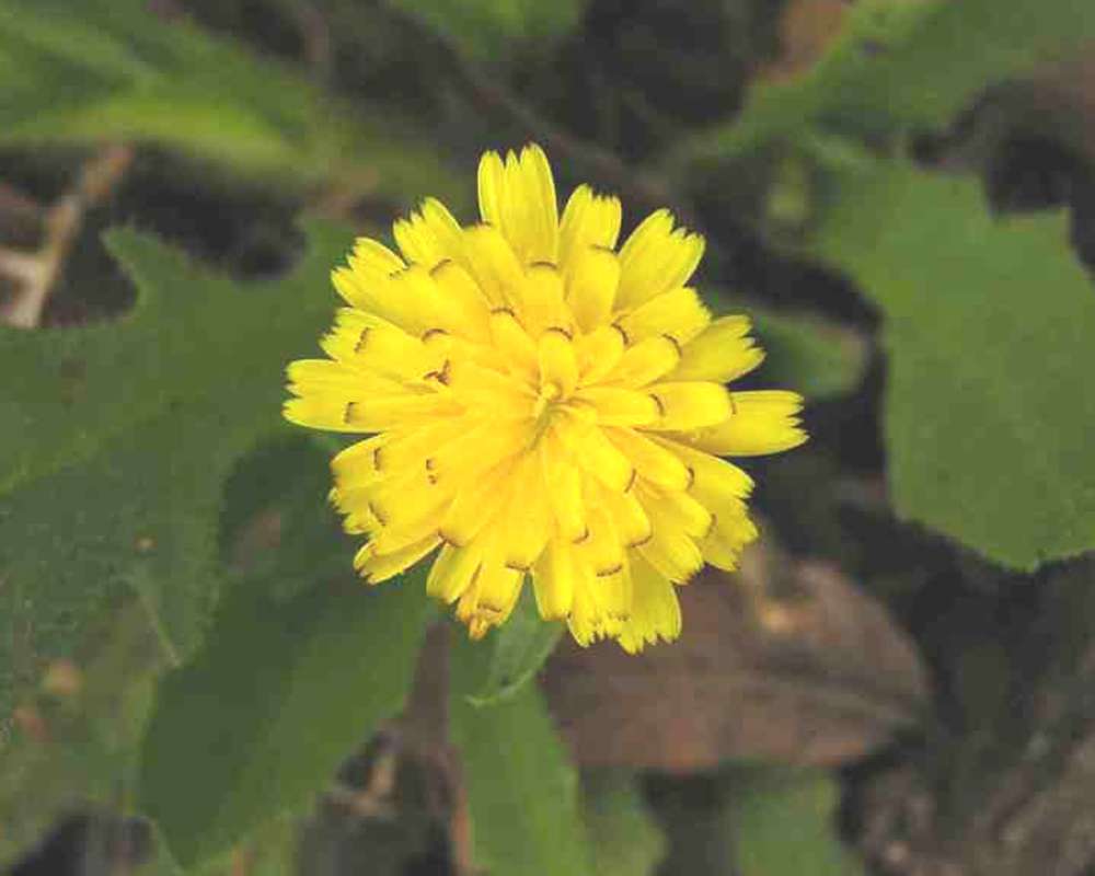 Flower - Front View<br>(Location of Picture: Tandy Hills, Texas, USA, 2007)