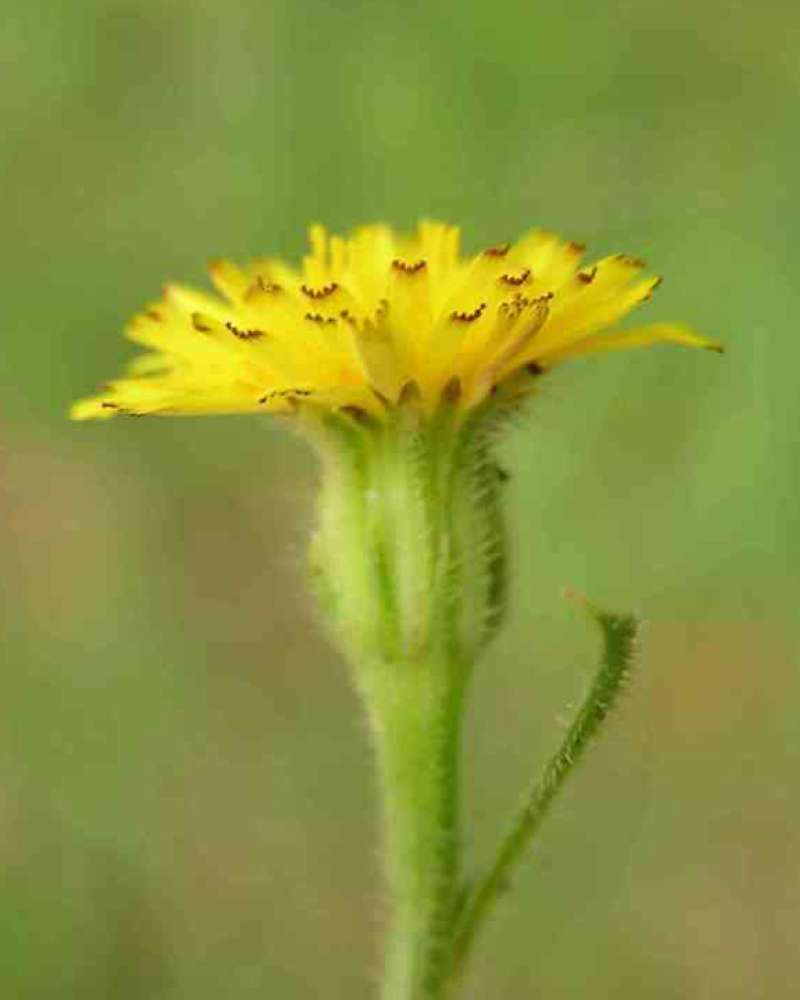 Flower - Side View<br>(Location of Picture: Tandy Hills, Texas, USA, 2007)