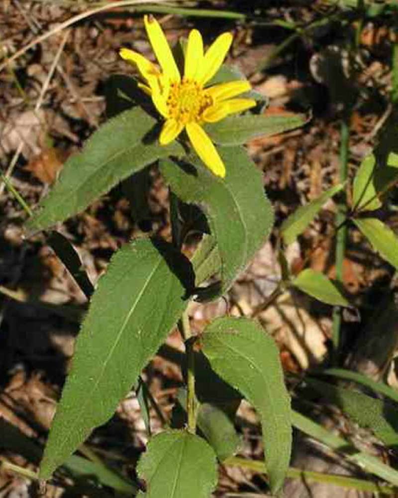 Top Of Plant in  Bloom<br>(Location of Picture: Walnut Grove, Texas, 2007)