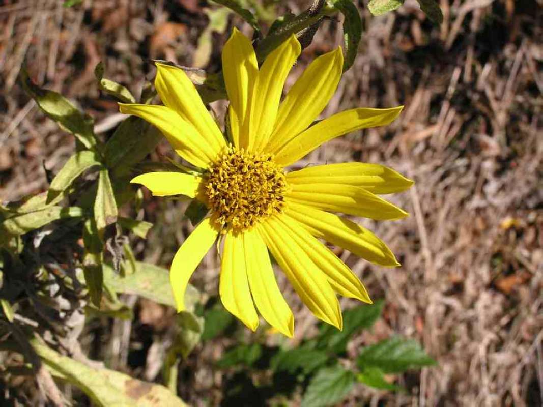 Top Of Plant in  Bloom<br>(Location of Picture: Loyd Park, Texas, USA, 2007)
