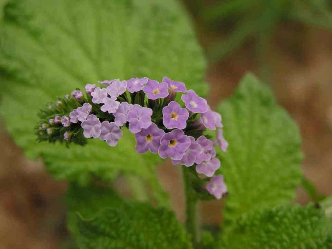 Flower Spike<br>(Location of Picture: Loyd Park, Texas, 2007, USA)