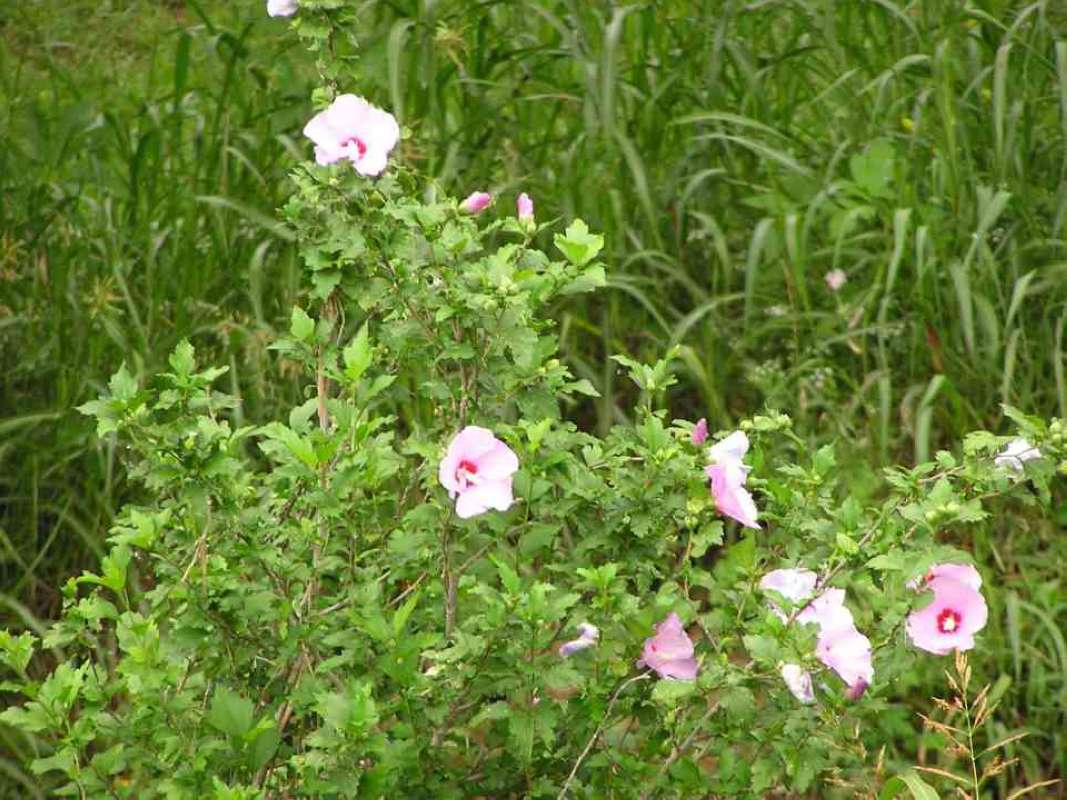 Top Of Plant in  Bloom<br>(Location of Picture: Big Thicket, Texas, 2007)