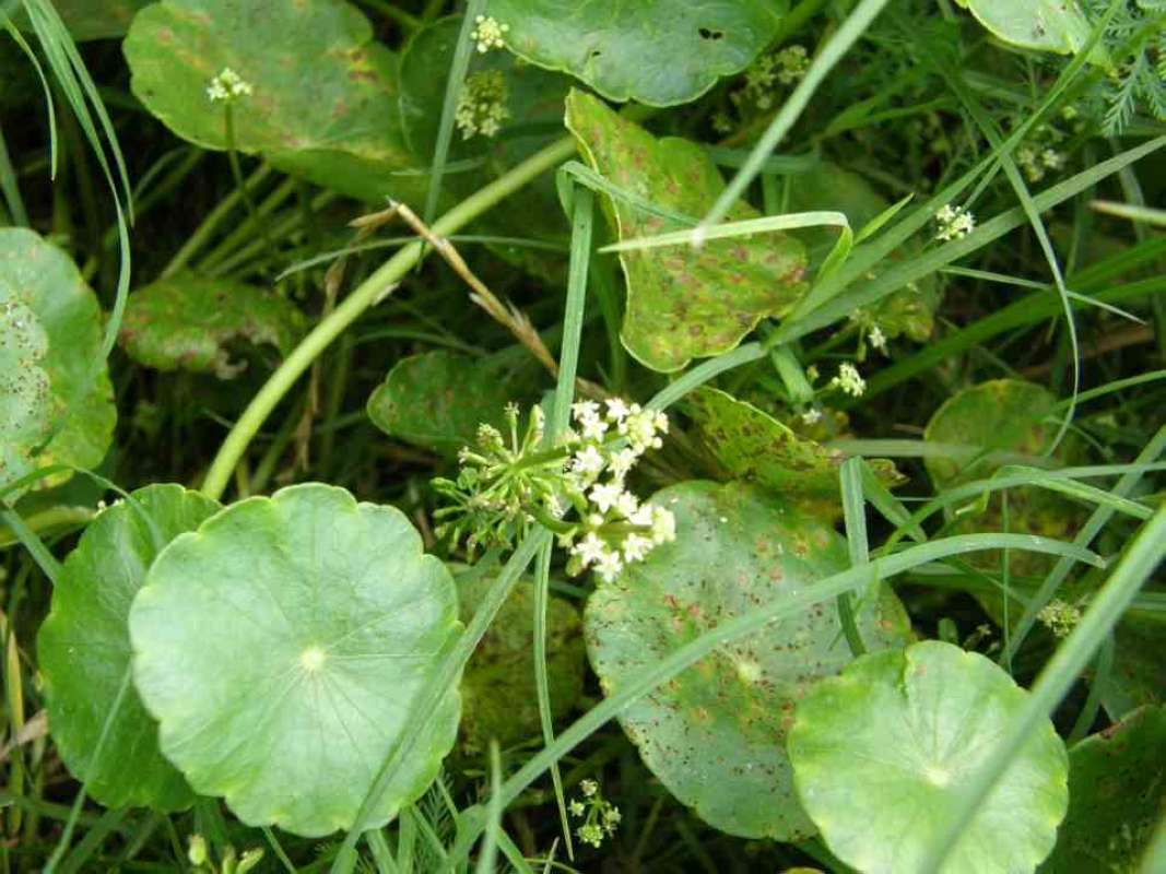 Leaves in  Habitat<br>(Location of Picture: Mansfield, Texas, USA, 2007)