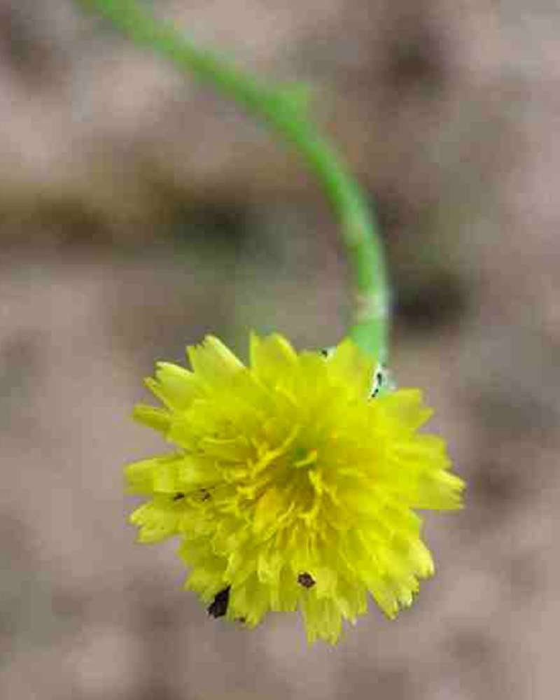 Flower - Front View<br>(Location of Picture: East Texas, USA, 2007)