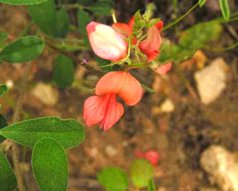 Flower and Leaflets<br>(Location of Picture: Lbj Grasslands, Texas, USA, 2007)