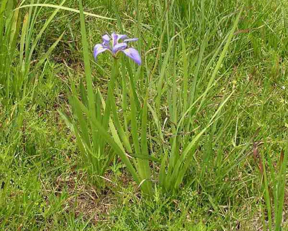 Habitat View<br>(Location of Picture: Big Thicket, Texas, USA, 2007)