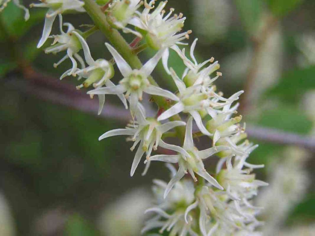 Flower - Very Close View<br>(Location of Picture: Big Thicket, Texas, USA, 2007)