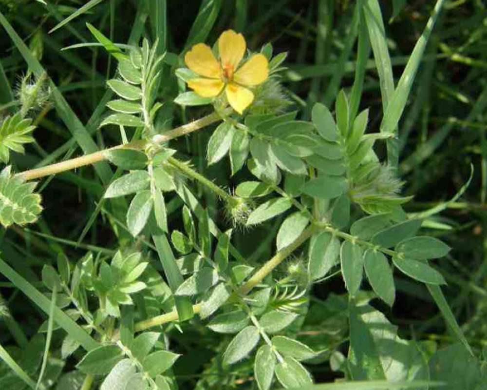 Top Of Plant in  Bloom<br>(Location of Picture: Tandy Hills, Texas, USA, 2007)