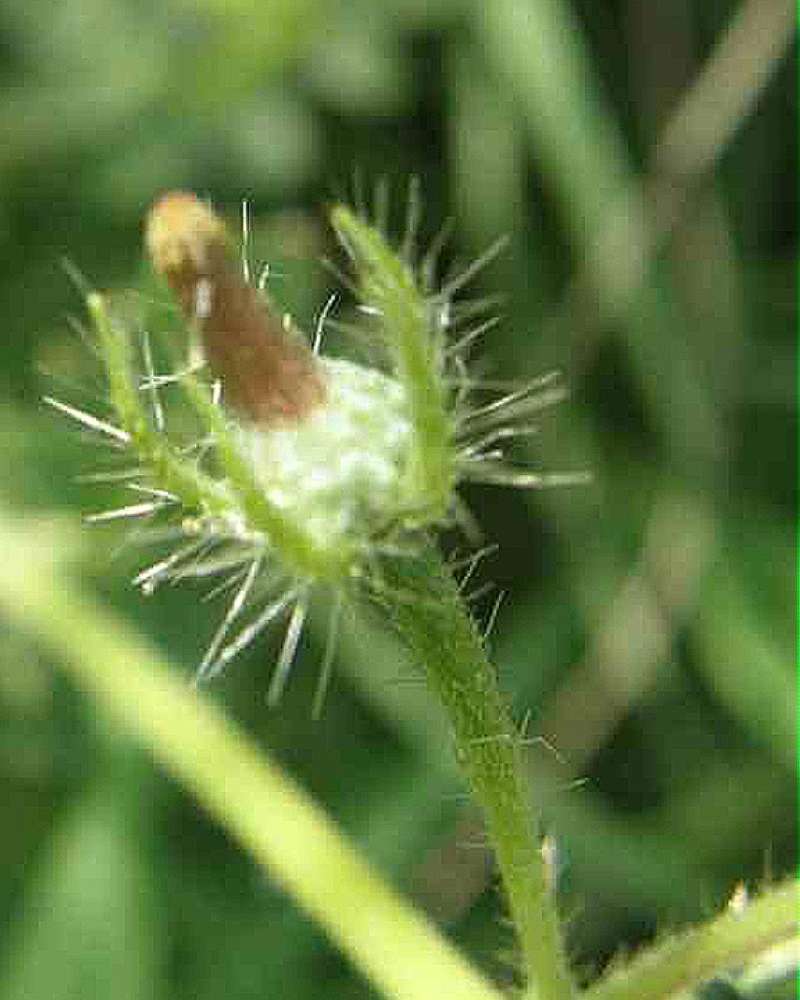 Seed Head<br>(Location of Picture: Tandy Hills, Texas, USA, 2007)