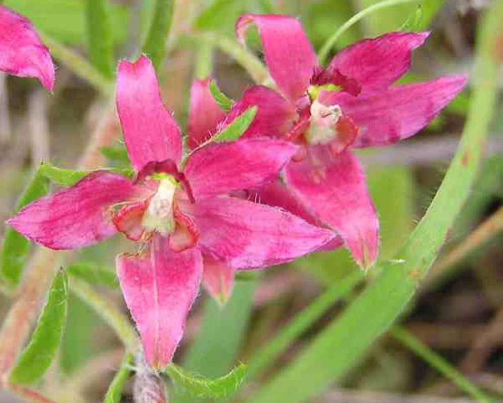 Flowers<br>(Location of Picture: Lbj Grassland, Texas, USA, 2007)