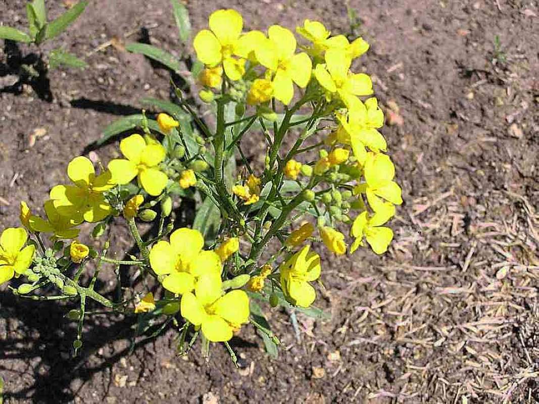 Top Of Plant in  Bloom<br>(Location of Picture: Wildcat Canyon, Texas, 2007)