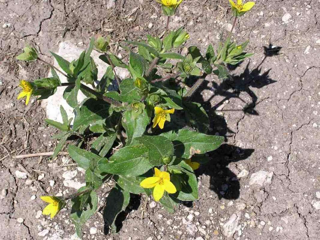 Habitat View<br>(Location of Picture: Wildcat Canyon, Near Fort Worth)
