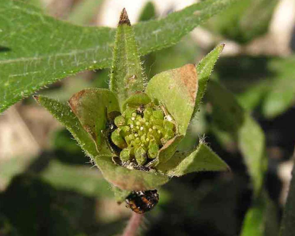 Seed Head<br>(Location of Picture: Wildcat Canyon, Texas, USA, 2007)