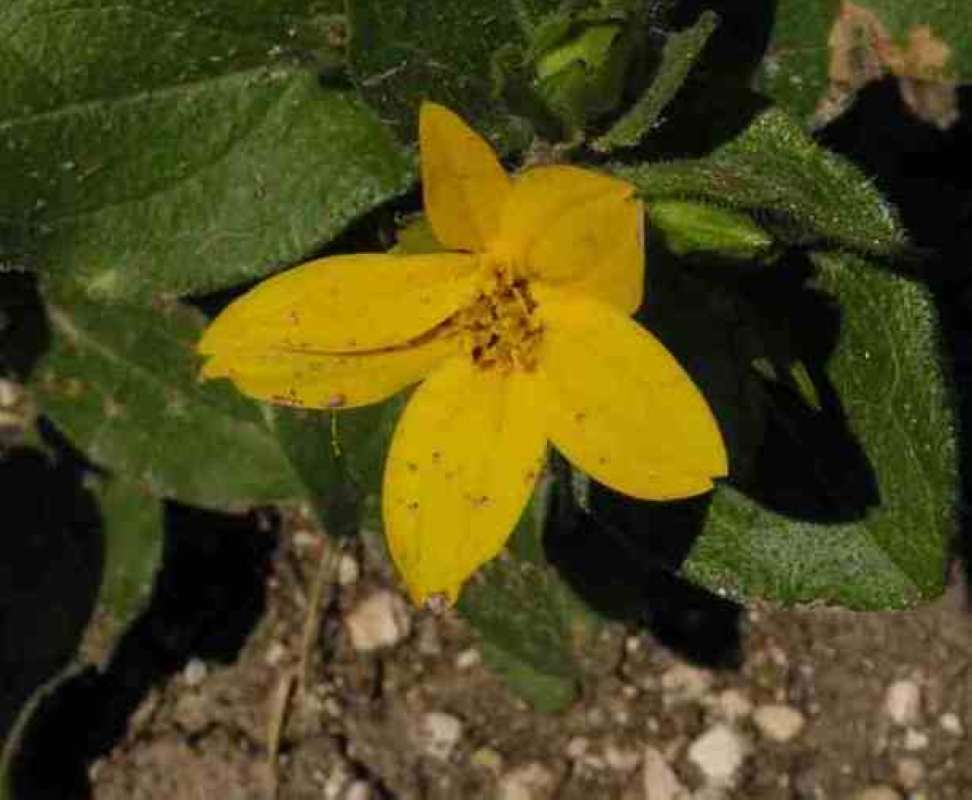Flower<br>(Location of Picture: Wildcat Canyon, Texas, USA, 2007)