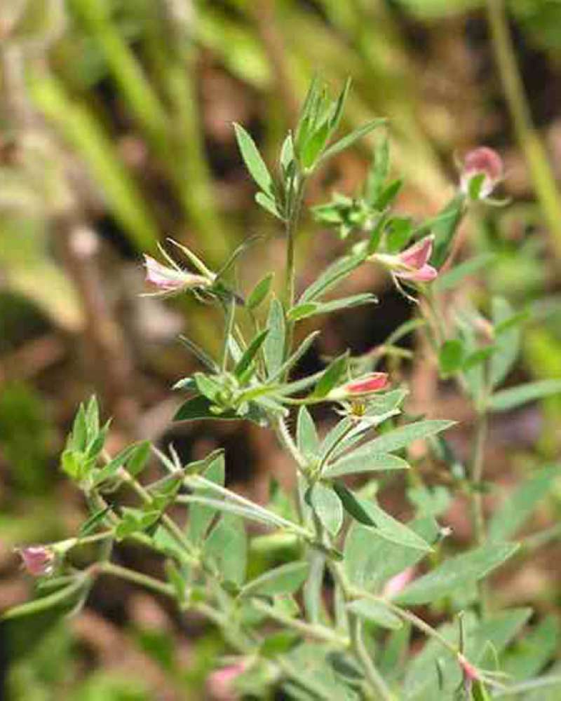 Top Of Plant in  Bloom<br>(Location of Picture: Walnut Grove, Texas, USA, 2007)