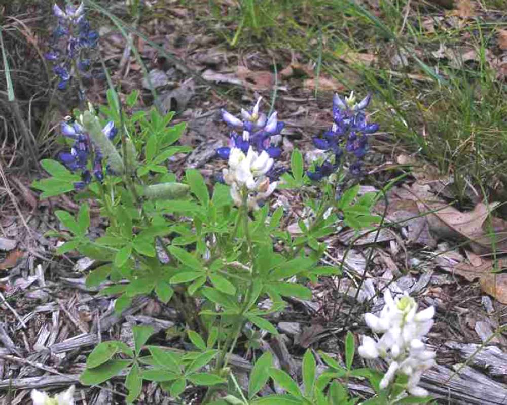 Habitat View - Blue and White<br>(Location of Picture: Dinosaur Valley, Texas, 2007)