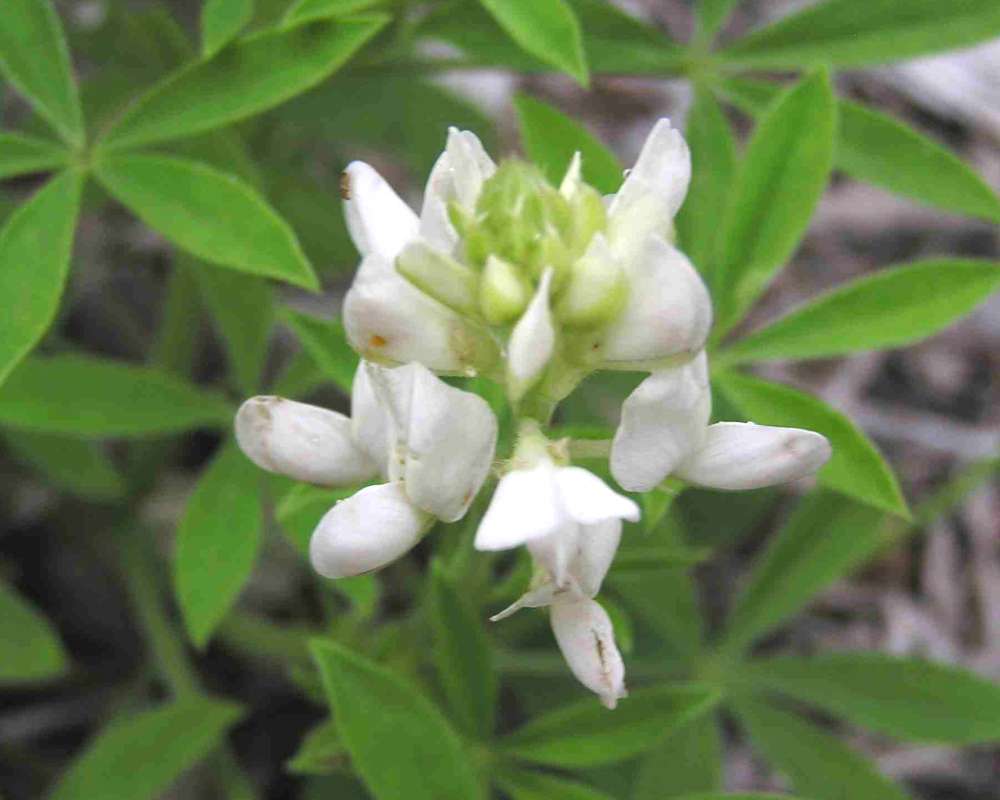 White Flowers<br>(Location of Picture: Dinosaur Valley, Texas, 2007)