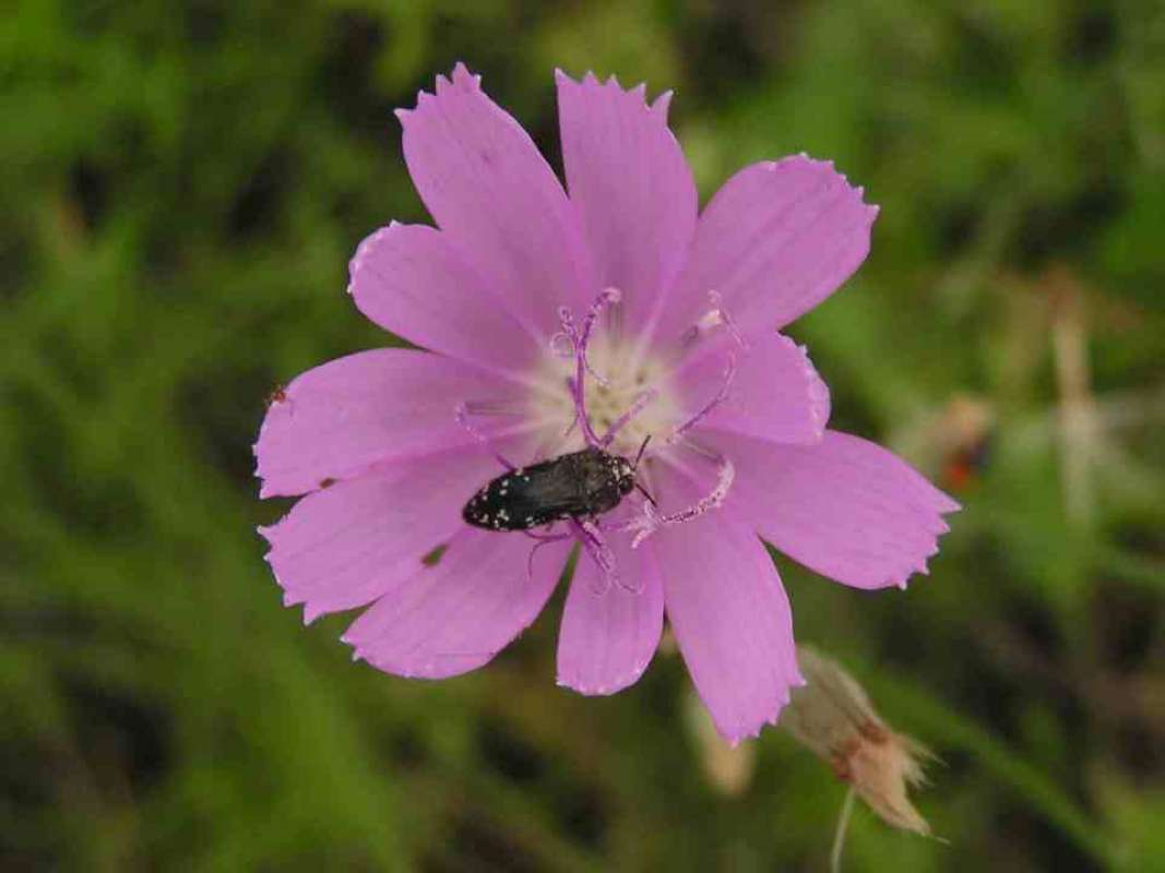 Flower - Front View With Buprestidae<br>(Location of Picture: Lake Worth, Texas, 2007)
