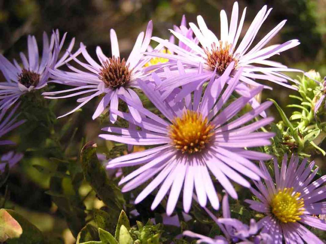 Flowers<br>(Location of Picture: Loyd Park, Texas, 2007)
