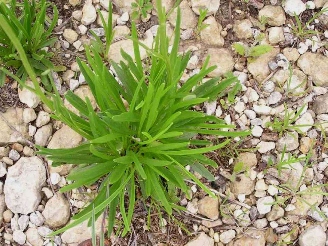 Leaves<br>(Location of Picture: Lake Worth, Texas, USA, 2007)