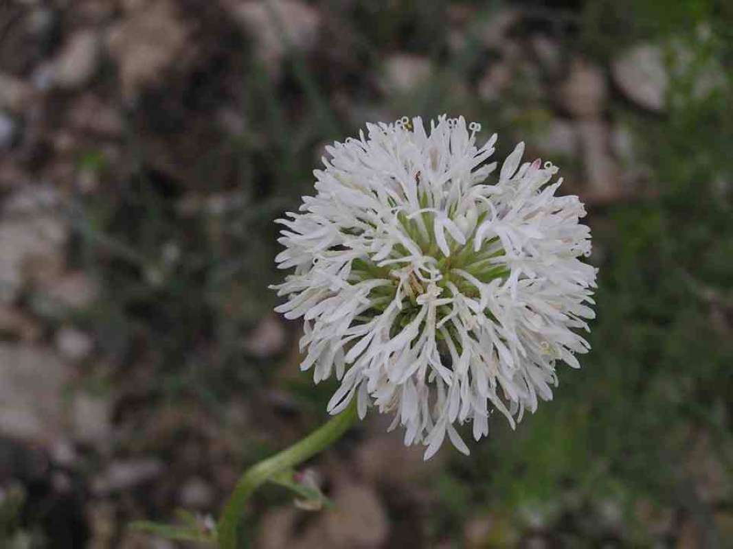 Flower Head<br>(Location of Picture: Lake Worth, Texas, USA, 2007)
