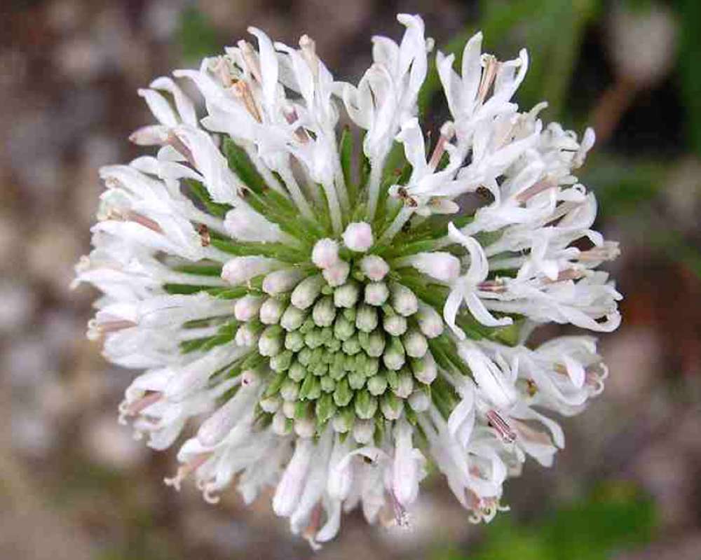 Flower Head - Close View<br>(Location of Picture: Lake Worth, Texas, USA, 2007)