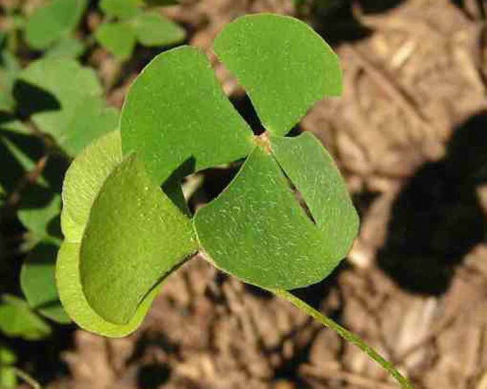 Leaf<br>(Location of Picture: Walnut Grove, Texas, USA, 2007)