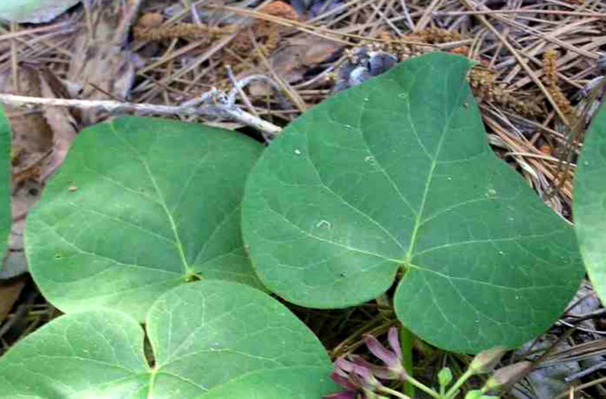 Leaves<br>(Location of Picture: Sonnias, Tyler, Texas, USA, 2007)