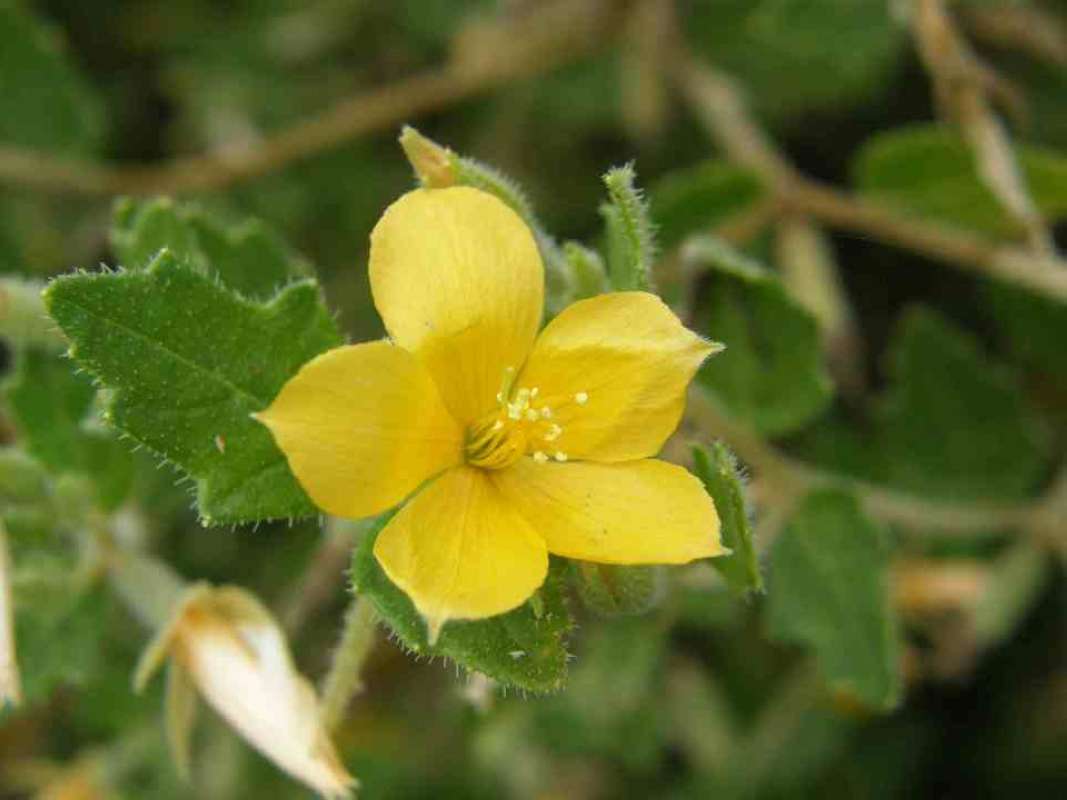Flower and Leaf<br>(Location of Picture: Wildcat Canyon, Texas, USA, 2007)